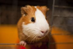A curious guinea pig looking out of it's cage.